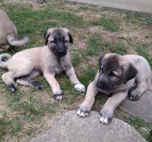 Anatolsk� pasteveck� pes - kangal