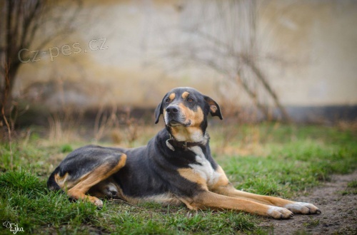 Mango hled� aktivn�ho p�n��ka