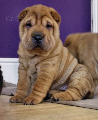 Shar Pei Štěňátka samci a samici Shar Pei Štěňátka samci a samici