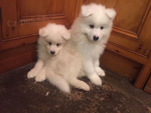 Velkolepé a sladké Samoyed štěňata připraveni Velkolepé a sladké Samoyed štěňata připraveni