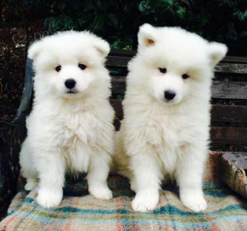 Velkolepé a sladké Samoyed štěňata připraveni Velkolepé a sladké Samoyed štěňata připraveni