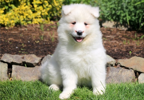 Velkolepé a sladké Samoyed štěňata připraveni Velkolepé a sladké Samoyed štěňata připraveni