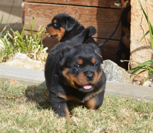 Rottweiler štěňata Rottweiler štěňata