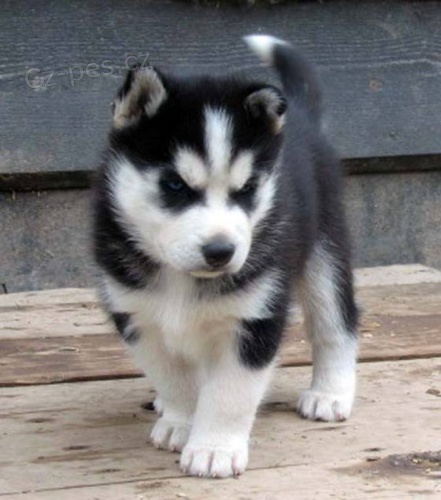 Štěňata Sibiřského huskyho Štěňata Sibiřského huskyho