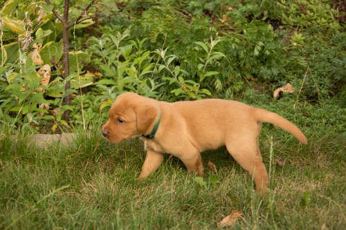 Labradorsk� retriever s PP