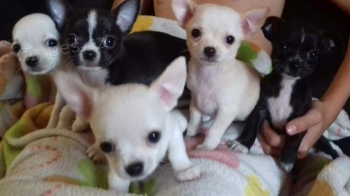 �ivava bez PP - kr�sn� �t���tka 