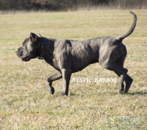 Americk� bandog