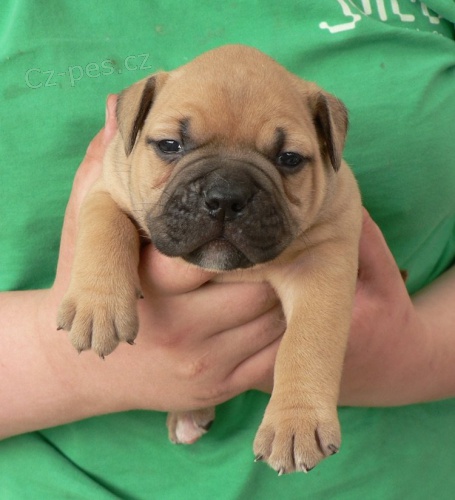 Staroanglick� buldok - �t��ata s PP