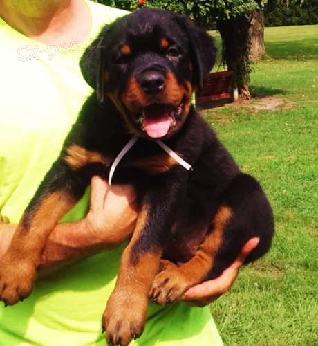 Rottweiler štěňata na prodej. Rottweiler štěňata na prodej.