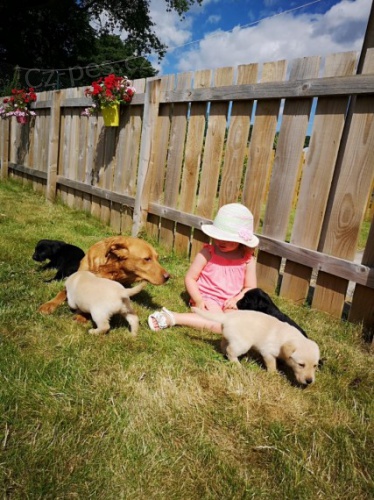 Labradorsk� retr�vr na prodej s PP