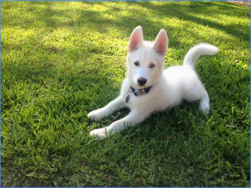 Sibi�sk� husky �t��ata