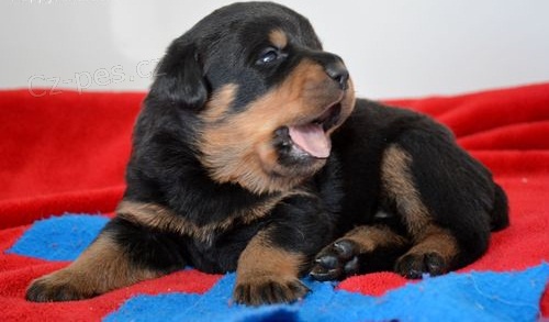 Skv�l� �t�n� Rotvajlera