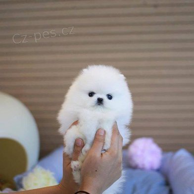 Pomeranian �teniatka