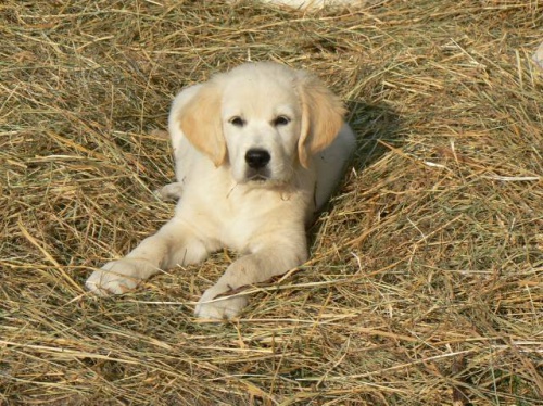 Golden retriever s PP - �t��ata /zlat� retr�vr/