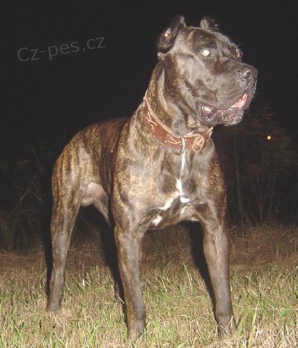 Americk� Bandog