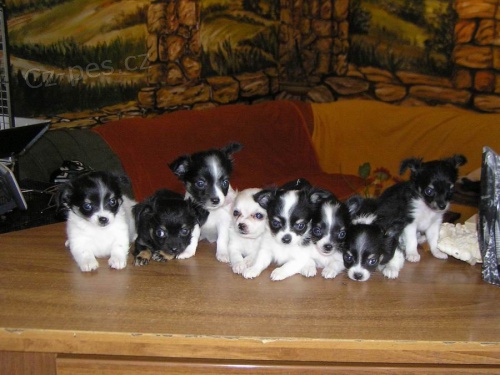 �t���tka dlouhosrst� �ivava 2 vrhy