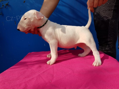 Prod�m �t�n� - angl. bulteri�r s PP