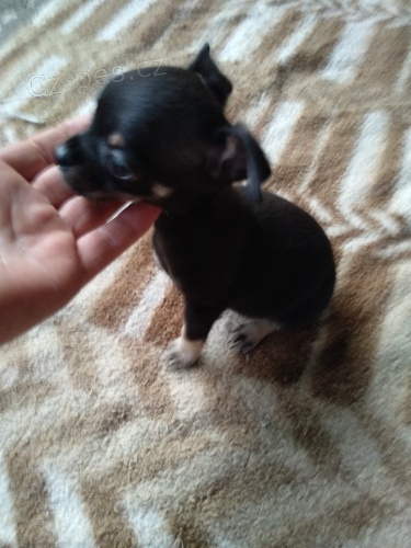 �ivava pejsci bez pp