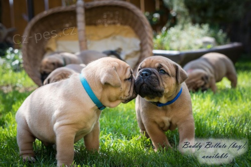 Posledn� voln� �t���tka k rezervaci