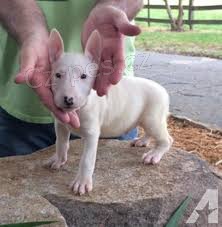 Prod�m Mini Bulteri�ra Stenata