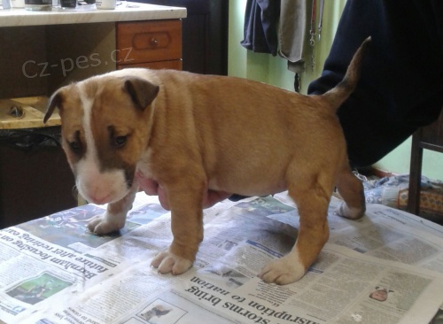 Prod�m Mini Bulteri�ra Stenata