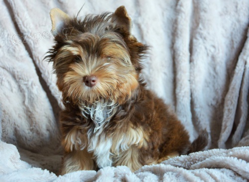 Jork��rsk� teri�r - �t���tka s PP