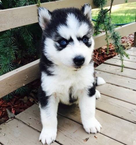 Sibiřský husky Štěňata s PP.  Sibiřský husky Štěňata s PP.