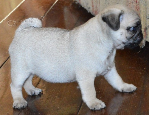 Mops štěňata s PP.  Mops štěňata s PP.