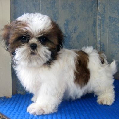 Shih Tzu štěňata s PP. Shih Tzu štěňata s PP.