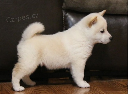 Shiba inu štěňata s PP. 5000 kc Shiba inu štěňata s PP. 5000 kc