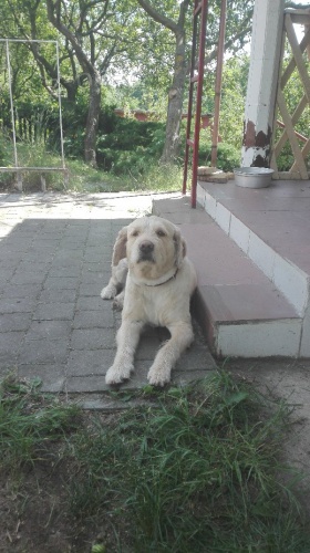 Hled� se nov� majitel pro psa Dana