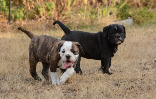 Kontinent�ln� buldok