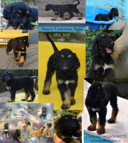 Afg�nsk� chrt - �t��ata s PP