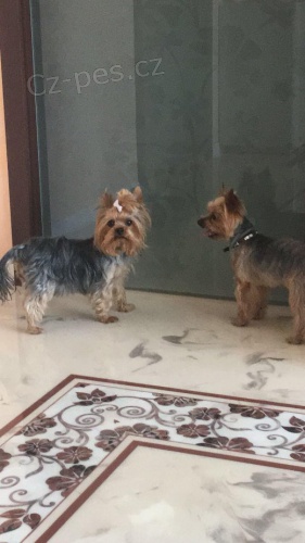 Jork��rsk� teri�r 