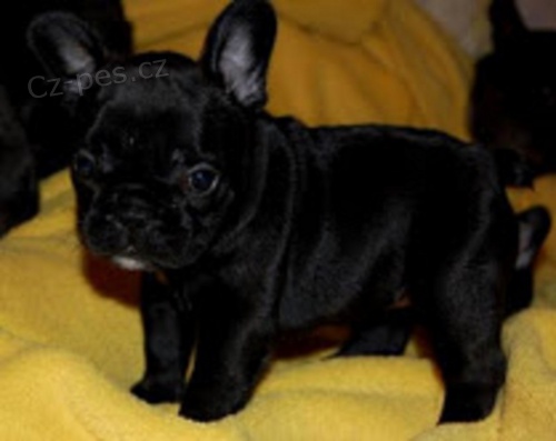 Francouzsk� buldo�ek �t��ata s pp