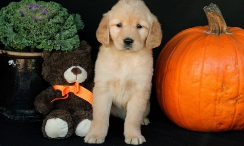 Kr�sn� zlat� retr�vr �t��ata