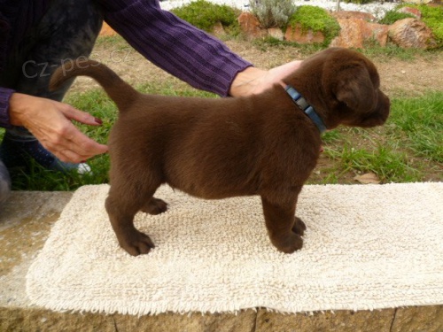 Labradorsk� retrievr 