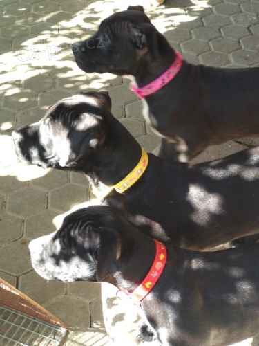 Americk� staford��rsk� terier