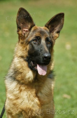 Německý ovčák s PP Německý ovčák s PP