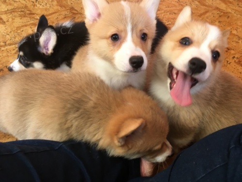 �istokrevn�ch a zdrav�ch �t��at Pembroke Welsh Corgi