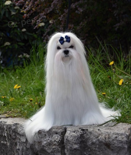 Maltézáček (Maltézský psík)  s PP Maltézáček (Maltézský psík)  s PP