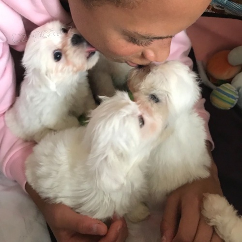 Maltsk ttka pro bezplatn osvojen.