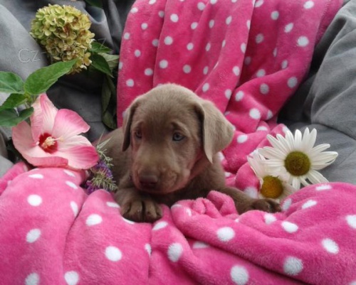  Okouzluj�c� �t��ata labradorsk�ch retr�vr�