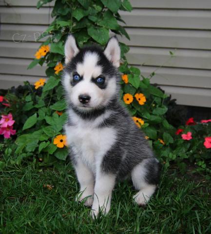 P��telsk� anglick� buldok �t���tka