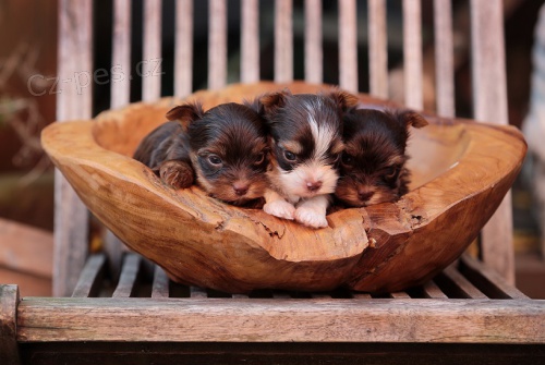 Luxusn� �t���tka jork��rk� s rodokmeny