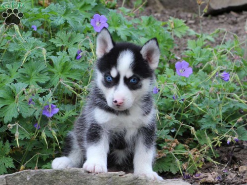 Štěňata Pomsky hledají své navždy domovy. Štěňata Pomsky hledají své navždy domovy.