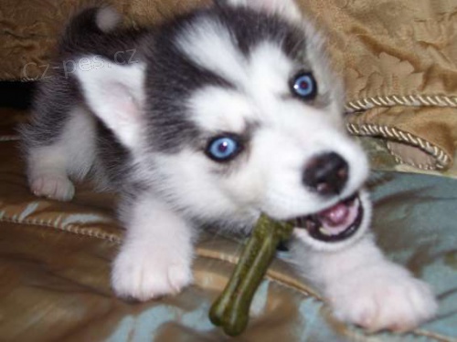 Sibirsky husky  Sibirsky husky