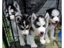 Predám čistokrvné sibírsky husky šteniatka bez PP. Predám čistokrvné sibírsky husky šteniatka bez PP.