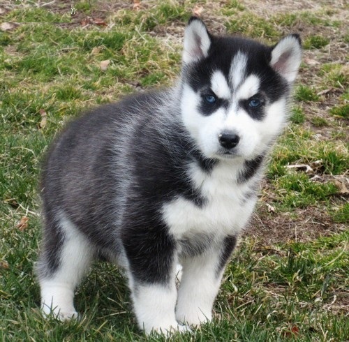 Štěně Sibiřský Husky s PP  Štěně Sibiřský Husky s PP