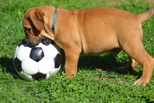 Boerboel- Jihoafrick� mastif
